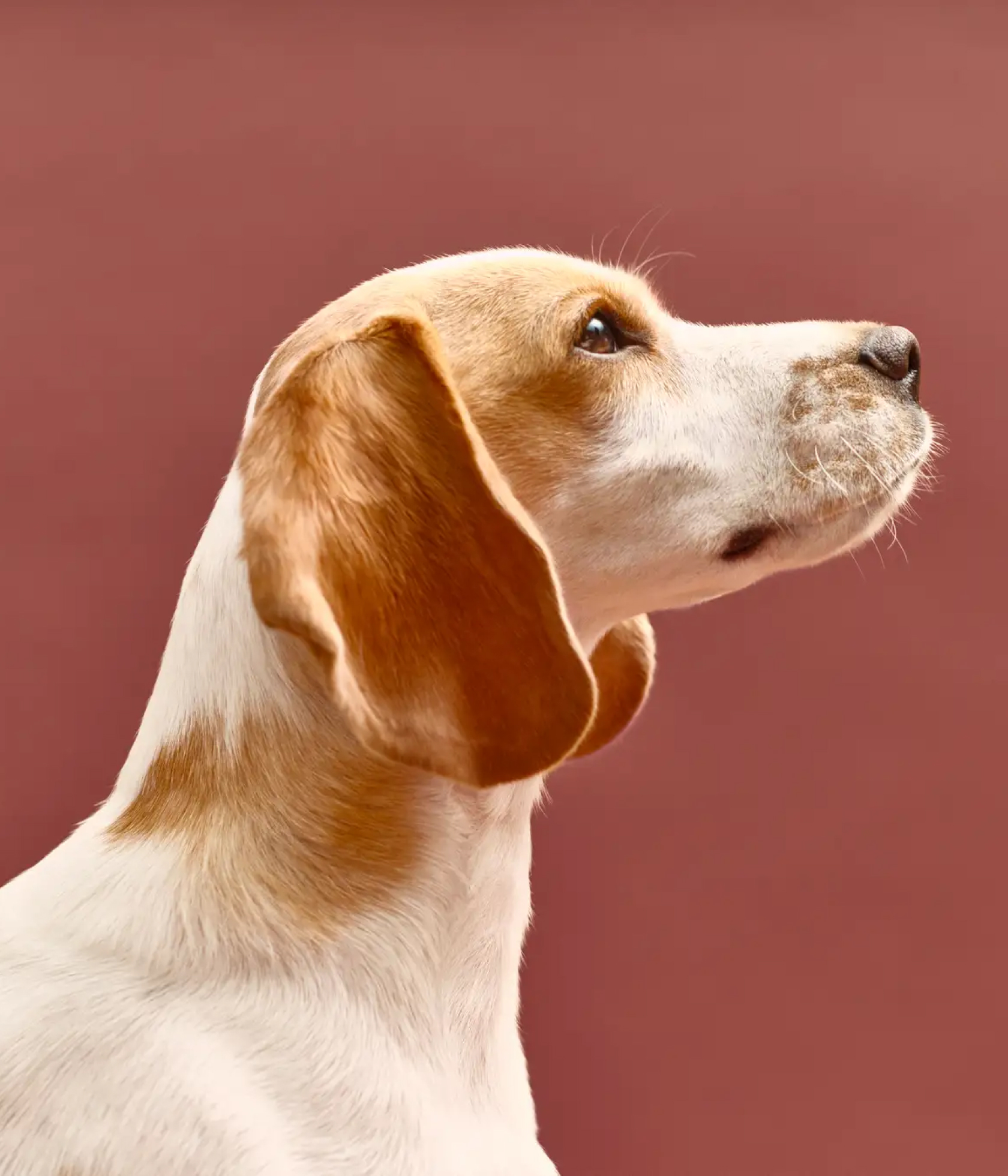 KINS WITH 動物病院 二子玉川本院、改装工事が完了